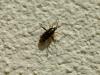 Harpocera thoracica